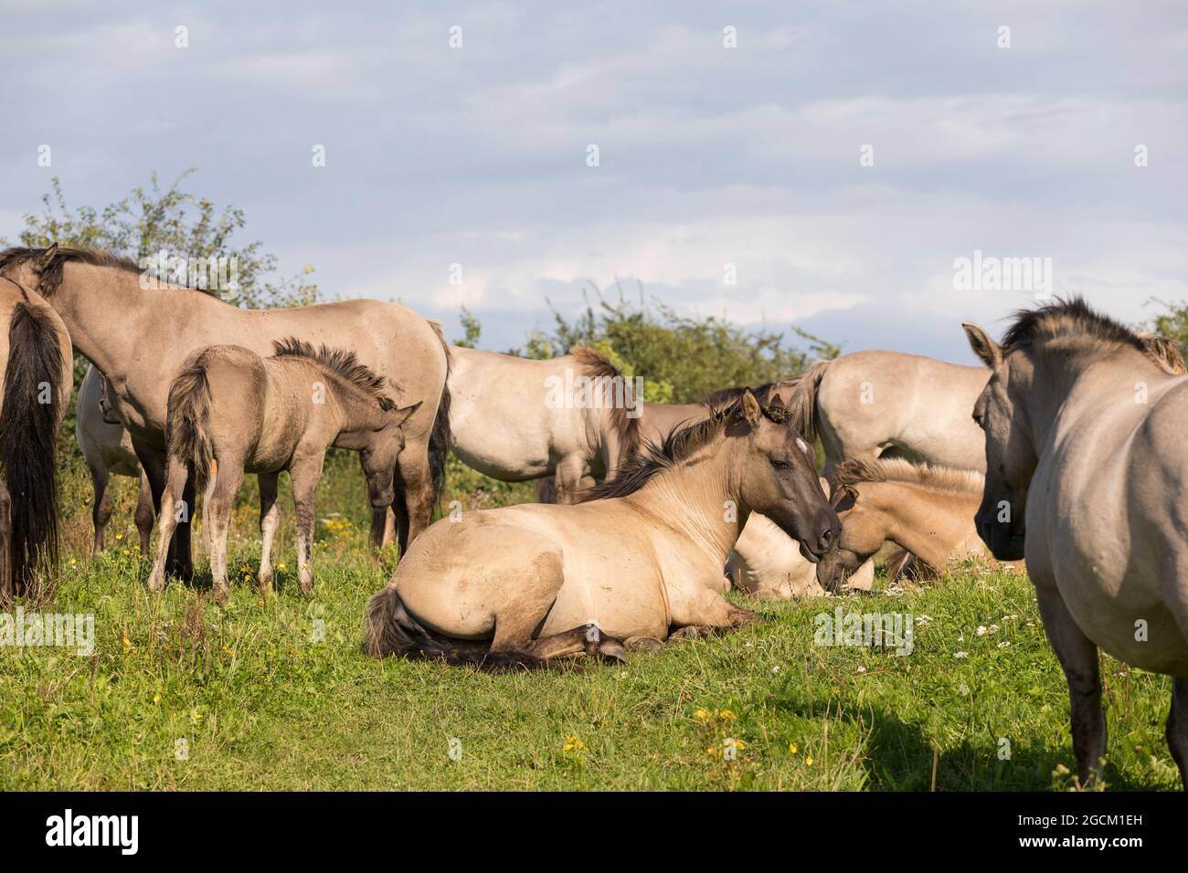 Konik Pferde auf dem 'Bisonbaai' in den Niederlanden Stockfoto