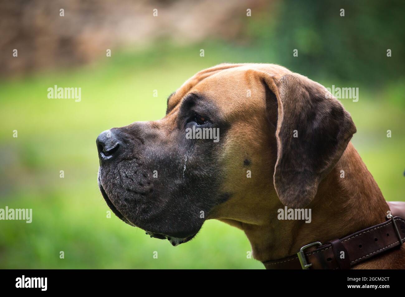 Deutsche Dogge Stockfoto