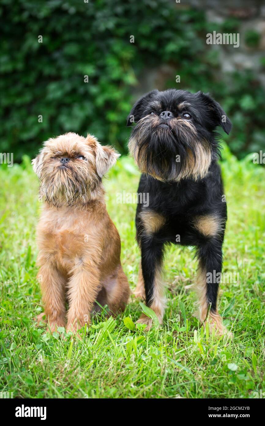 Zwei Griffons, ein Griffon Bruxellois Welpe, 4 Monate und ein erwachsener Griffon Belge Stockfoto