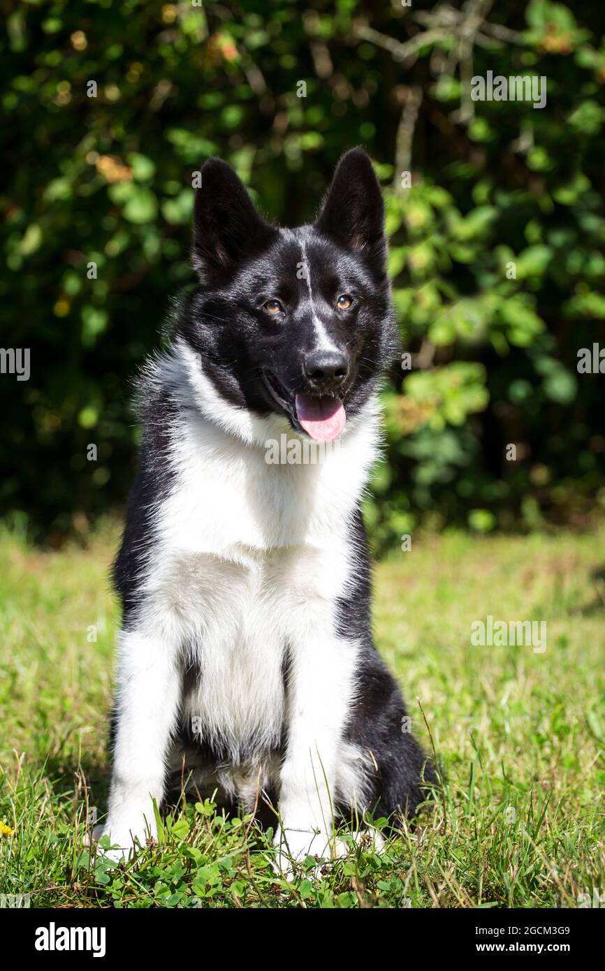 Karelian Bear Dog Welpe, 4 Monate alt Stockfoto
