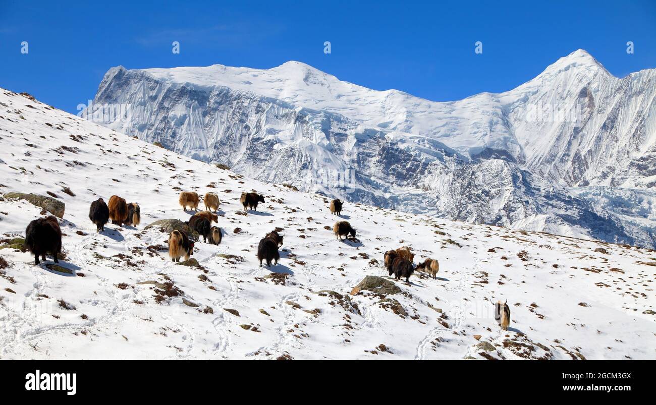Yaks-Herde (bos grunniens) auf Schnee in der Annapurna-Region in der Nähe des Eissees (Kicho Tal), der Annapurna-Bergkette, Nepal Stockfoto Yaks-Herde (bos grunniens) auf Schnee in der Annapurna-Region in der Nähe des Eissees (Kicho Tal), der Annapurna-Bergkette, Nepal Stockfoto