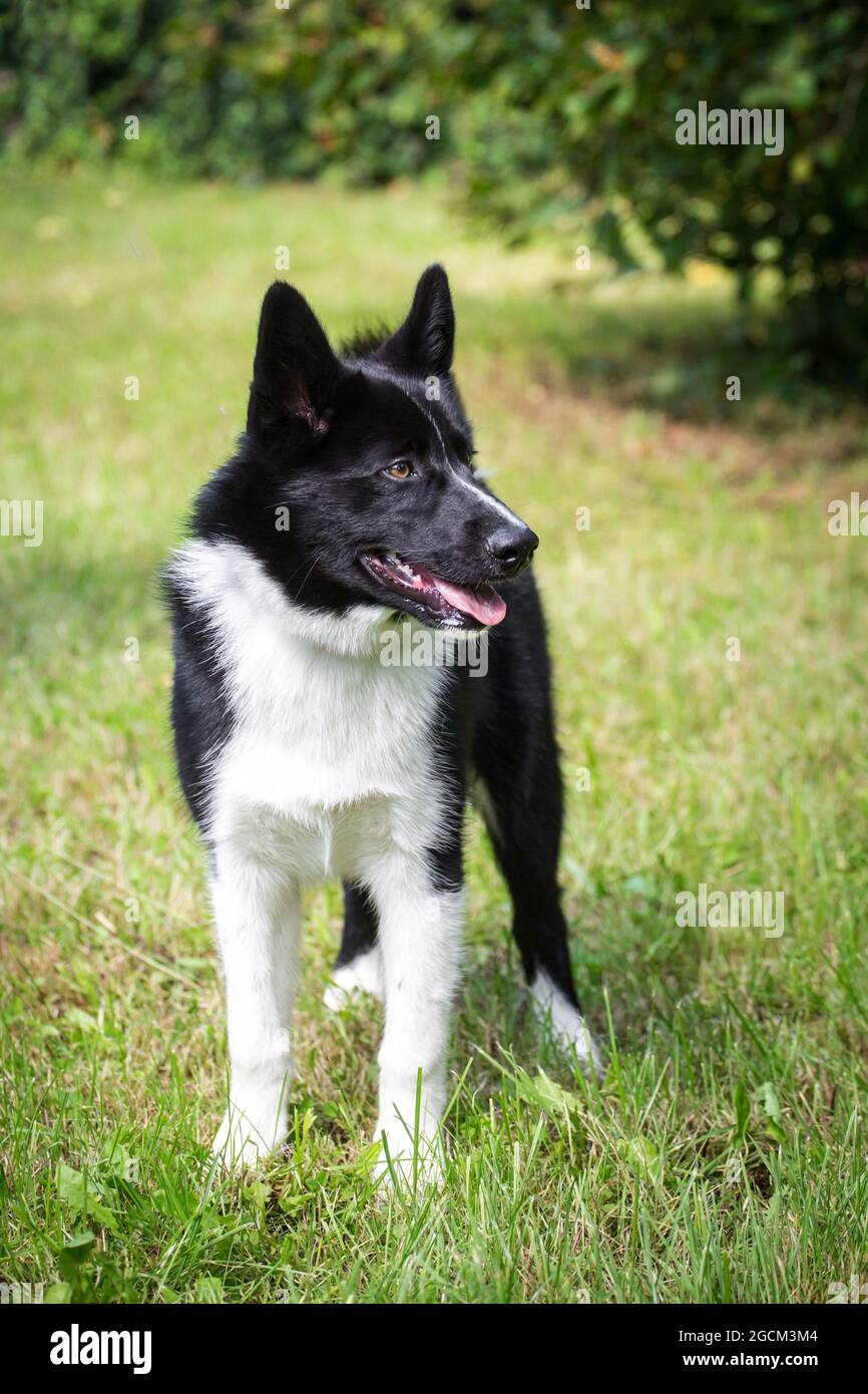 Karelian Bear Dog Welpe, 4 Monate alt Stockfoto