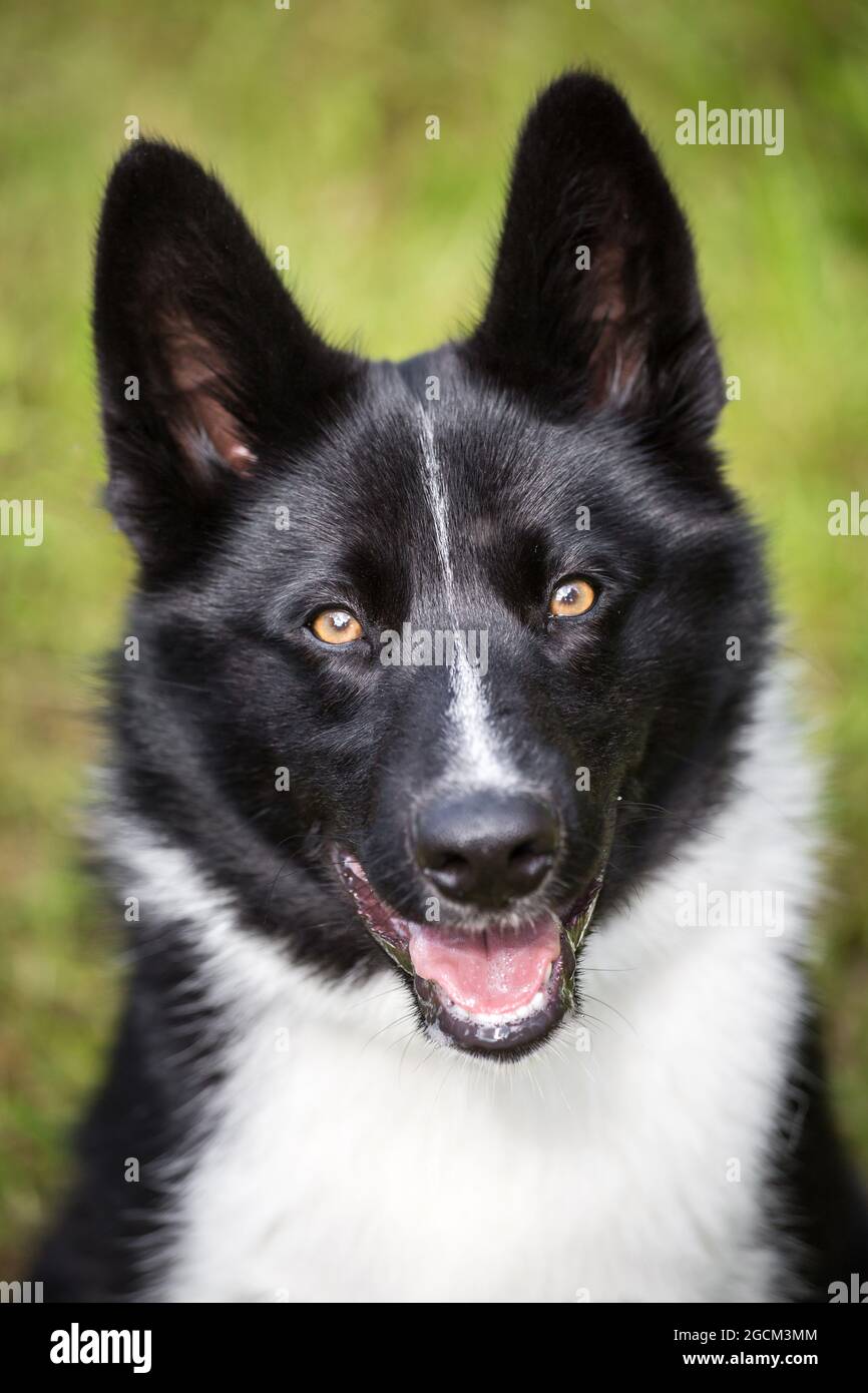 Karelian Bear Dog Welpe, 4 Monate alt Stockfoto