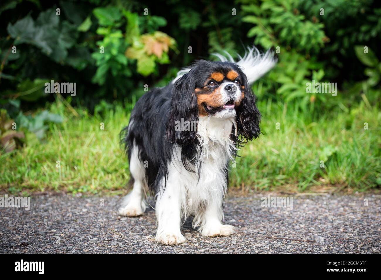King Charles Spaniel, Englisch Toy Spaniel Stockfoto