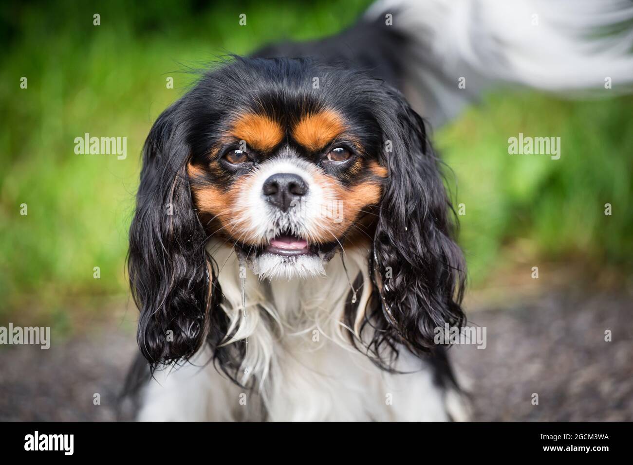 King Charles Spaniel, Englisch Toy Spaniel Stockfoto