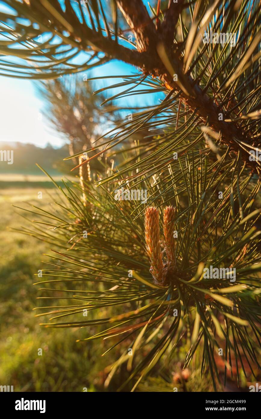 Schwarzkiefer (Pinus Nigra) Nadelbaum aus der Nähe mit selektivem Fokus Stockfoto