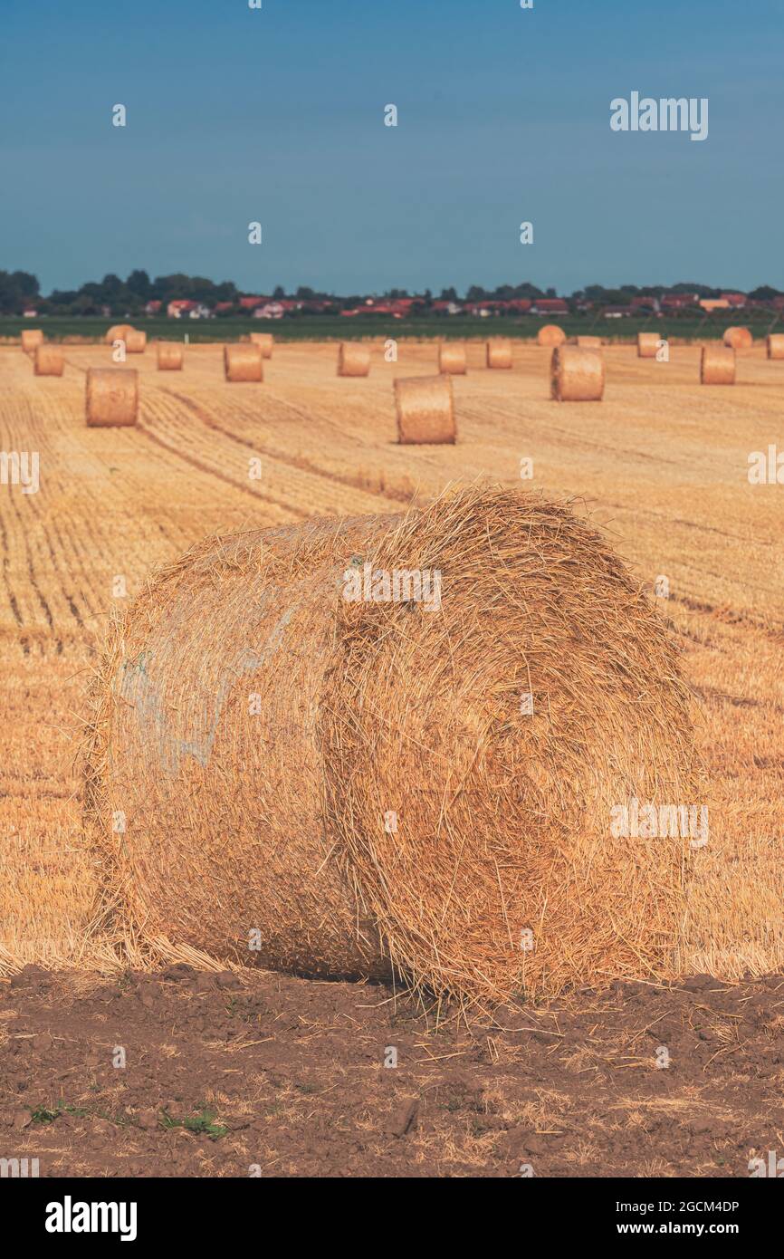 Große Weizenstoppel Heuballen im Feld bei Sonnenuntergang, Landwirtschaft und Landwirtschaft Konzept, selektiver Fokus Stockfoto