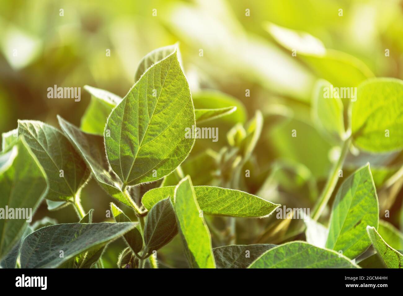 Sojabohnenkulturen auf dem Feld, Glycine max Anbau, Nahaufnahme der Blätter mit selektivem Fokus Stockfoto