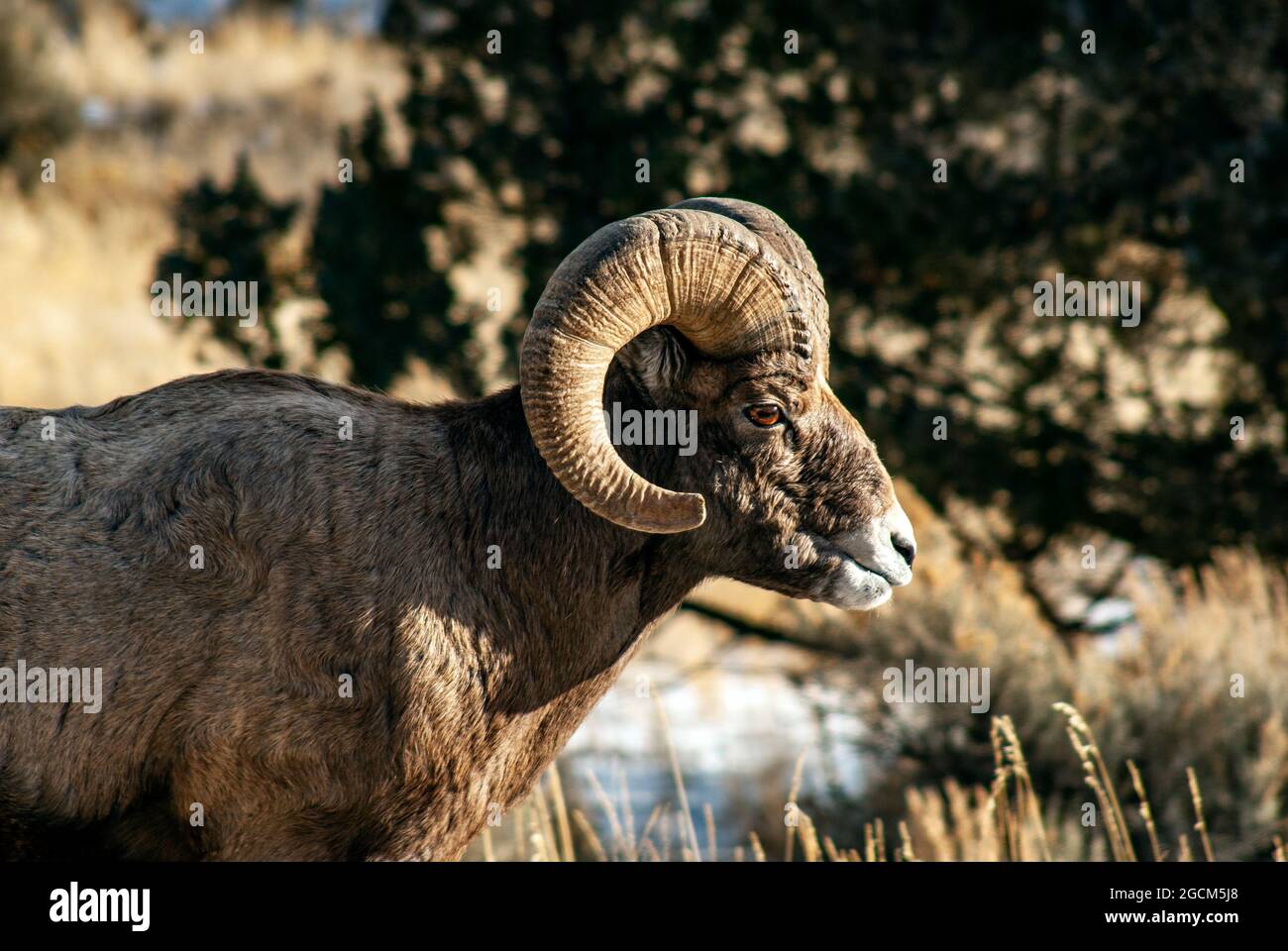 Bighorn-Schaframm, Yellowstone-Nationalpark Stockfoto