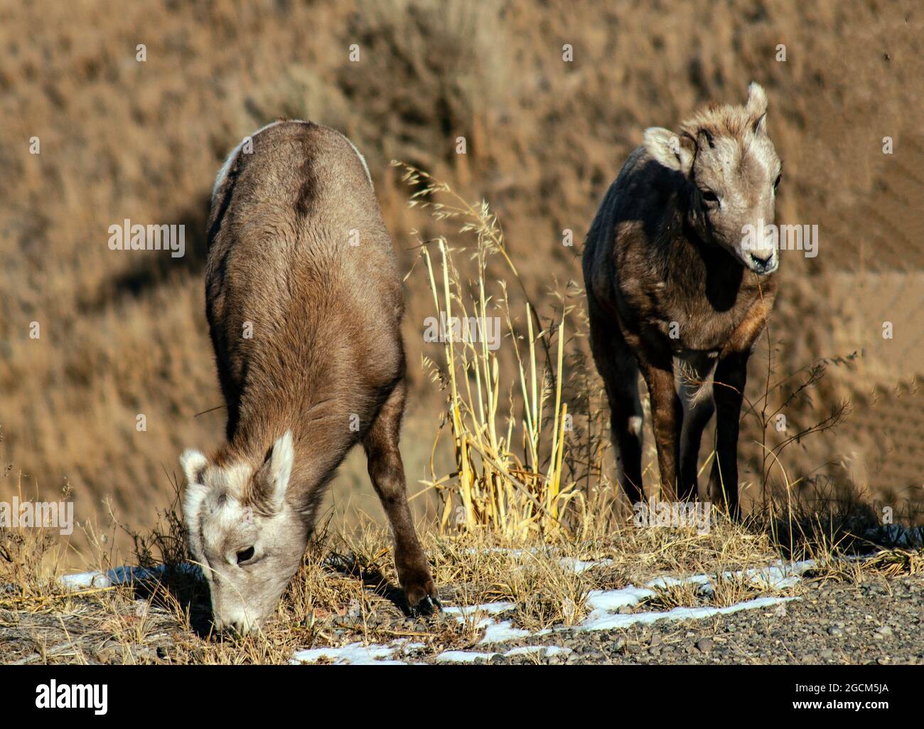 Zwei Dickhorn-Schaflämmer, Yellowstone-Nationalpark Stockfoto