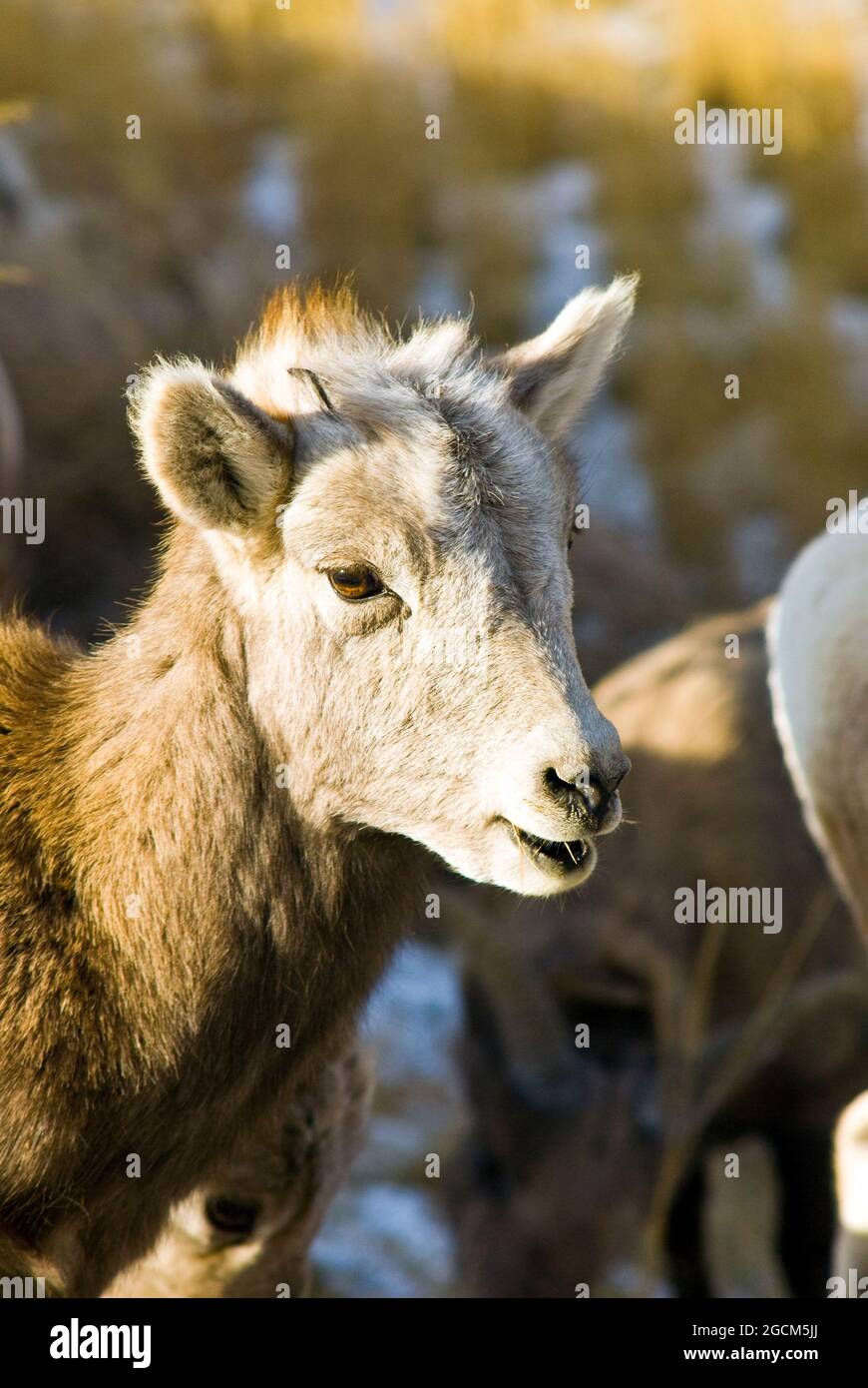 Bighorn-Schaflamm, Yellowstone-Nationalpark Stockfoto