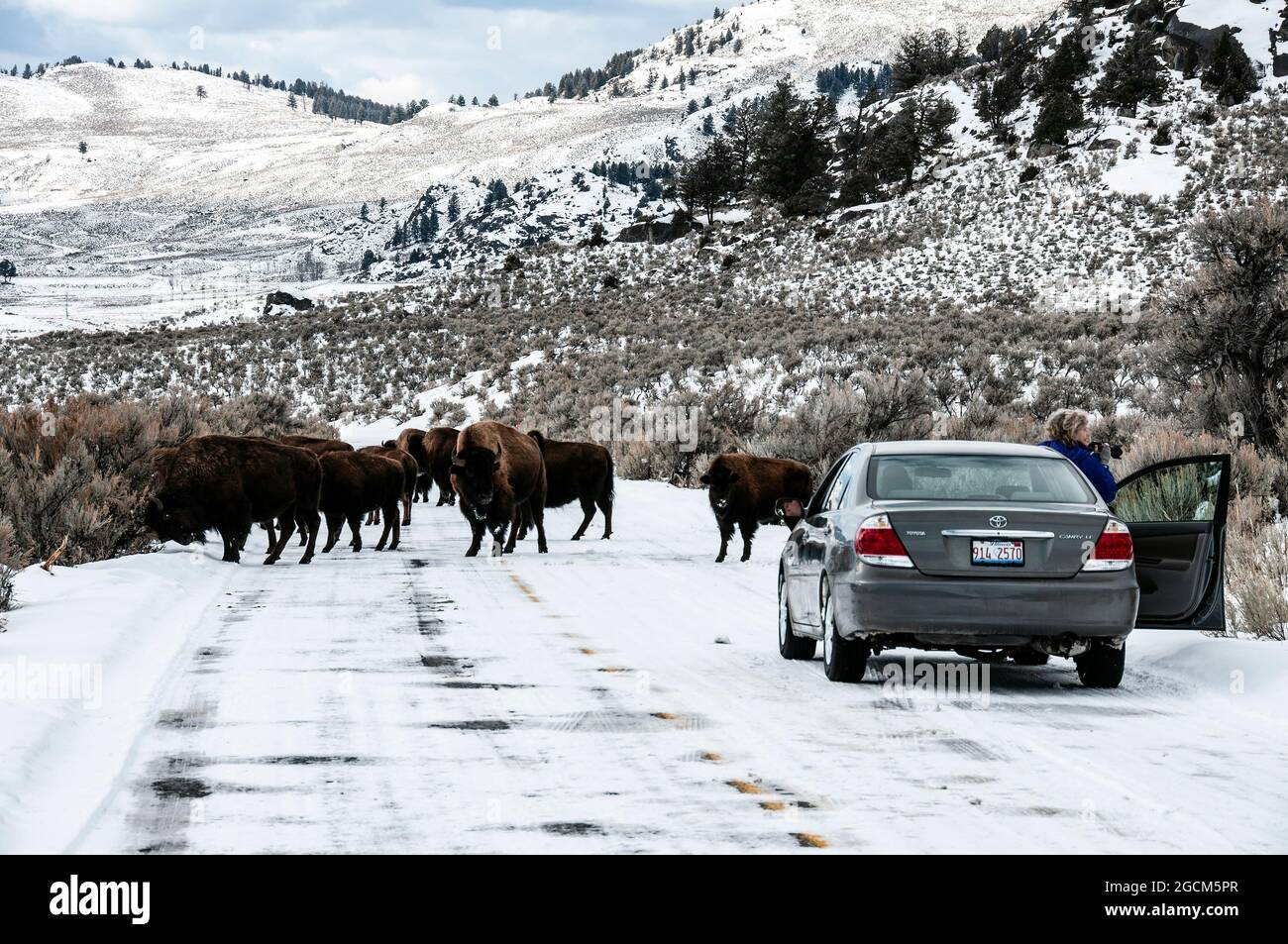 Bison Straßensperre auf schneebedeckter Straße im Winter, Lamar Valley, Yellowstone National Park Stockfoto