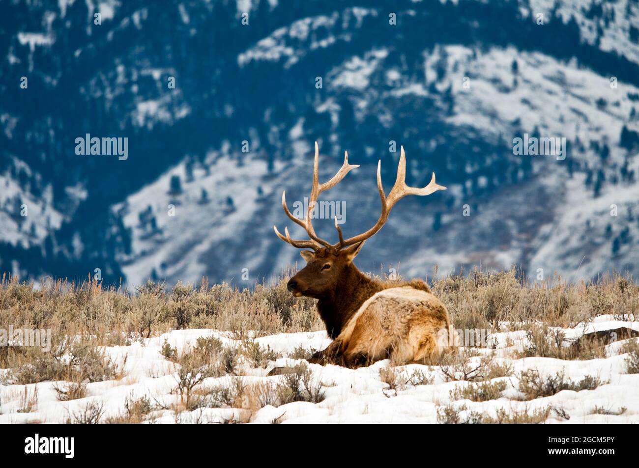 Bullenelch ruht im Schnee, Lamar Valley, Yellowstone National Park Stockfoto