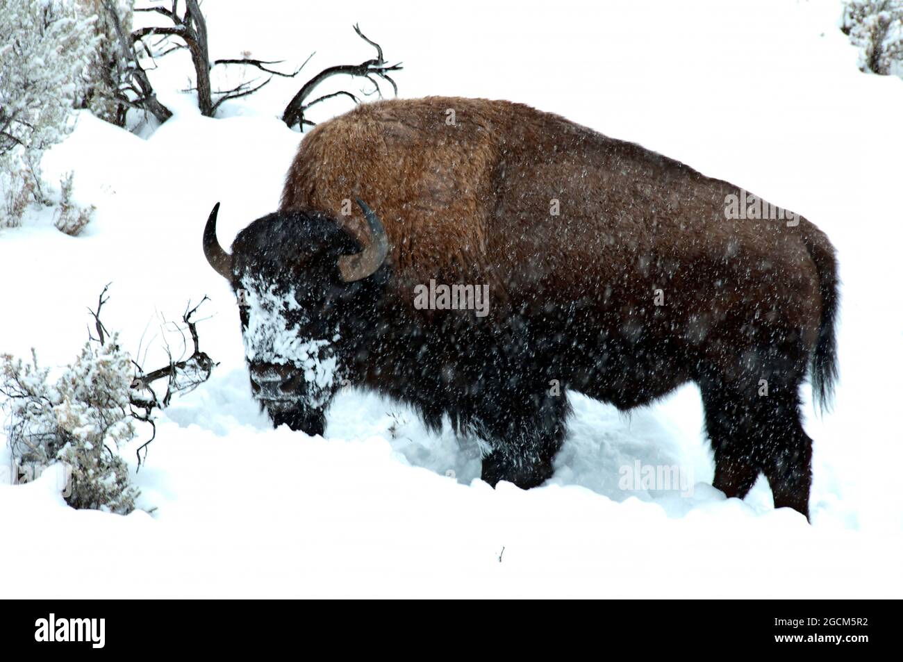 Bisons im Schnee, schneebedecktes Gesicht vom Pflügen im Schnee für Nahrung, Lamar Valley, Yellowstone National Park Stockfoto