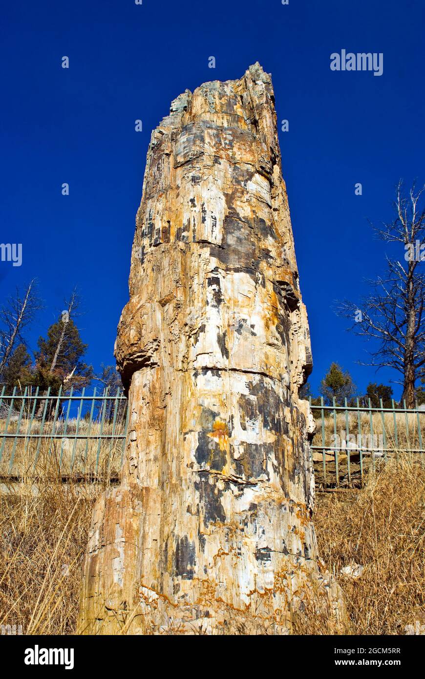 Versteinerter Baum, Lamar Valley, Yellowstone National Park Stockfoto