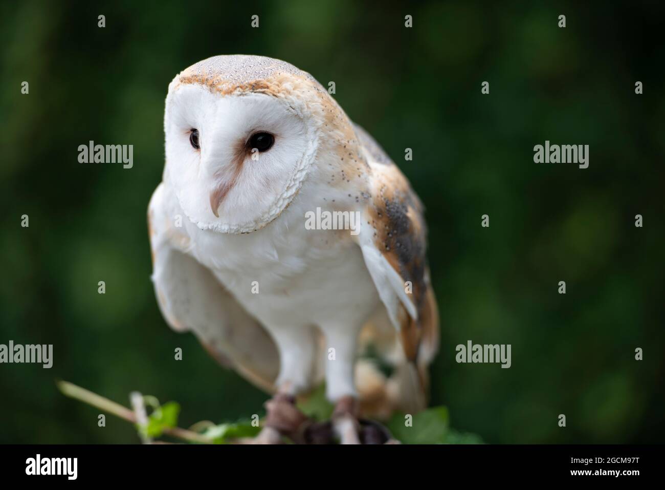 Barn Owl (Tyto Alba) im National Bird of Prey Center, Russborough House, County Wicklow, Irland Stockfoto