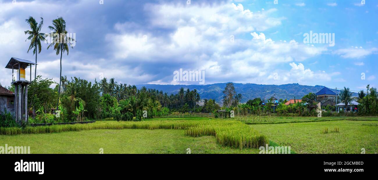 Reisfelder umgeben von Palmen in ländlicher Landschaft, Ubud, Bali, Indonesien. Stockfoto