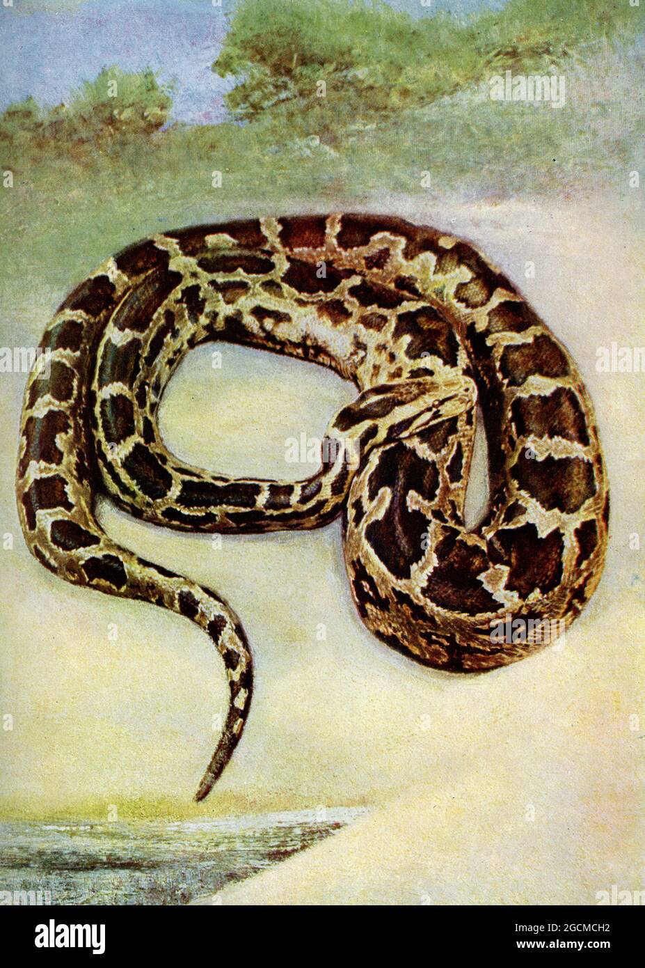 Westafrikanische Python Diese prächtige Schlange soll auf Längen von über 20 Fuß wachsen, obwohl solche Riesen nur gelegentlich begegnet werden. Stockfoto