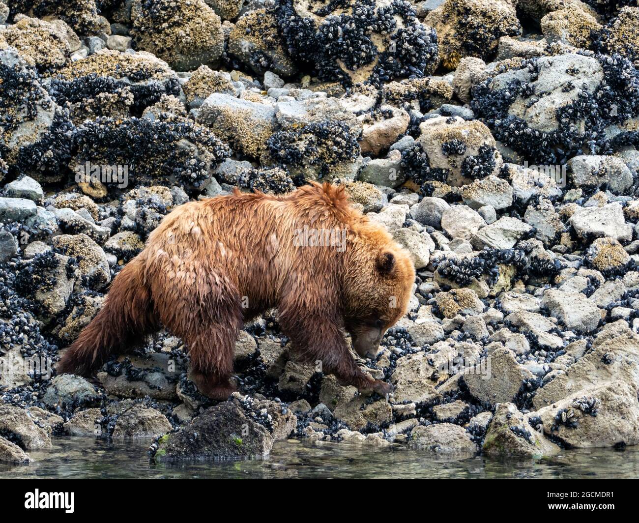 Braunbär, Ursus arctos, Fütterung in der Gezeitenzone im Glacier Bay National Park, Alaska, USA Stockfoto