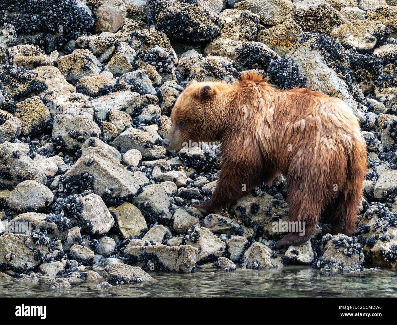 Braunbär, Ursus arctos, Fütterung in der Gezeitenzone im Glacier Bay National Park, Alaska, USA Stockfoto