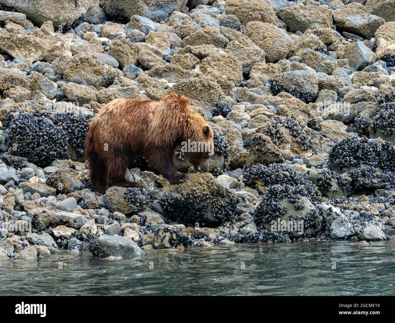 Braunbär, Ursus arctos, Fütterung in der Gezeitenzone im Glacier Bay National Park, Alaska, USA Stockfoto