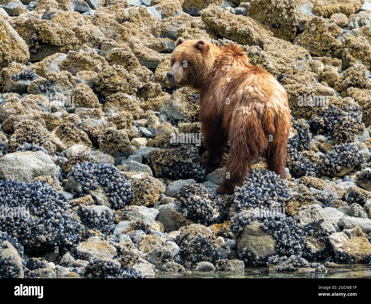 Braunbär, Ursus arctos, Fütterung in der Gezeitenzone im Glacier Bay National Park, Alaska, USA Stockfoto