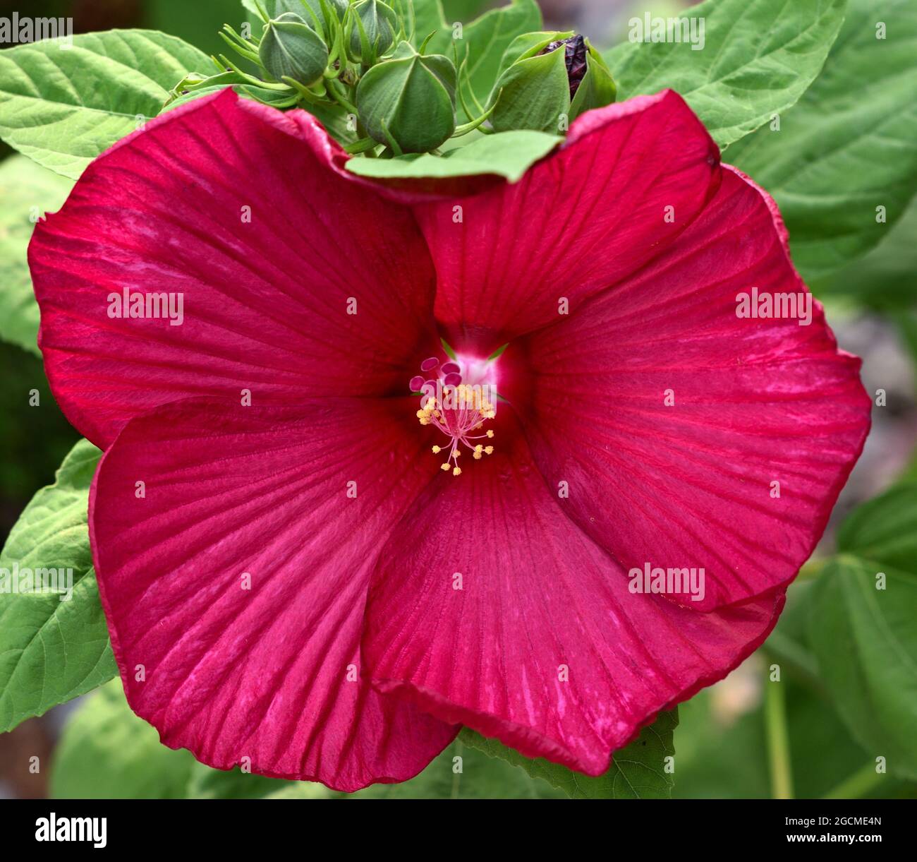 Rote Blütenblüte einer robusten Hibiskuspflanze Stockfoto