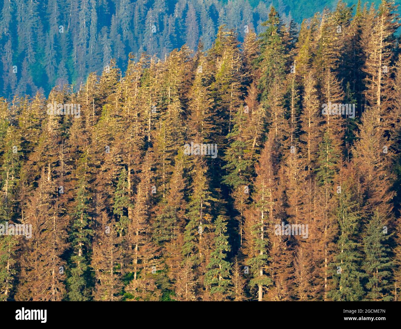 Westliche Hemlockbäume, die aufgrund des Klimawandels im Tongass National Forest, Southeast, Alaska, USA, an Hemlockbäumen starben, sägen Fliegenlarven, Neodiprion tsugae Stockfoto