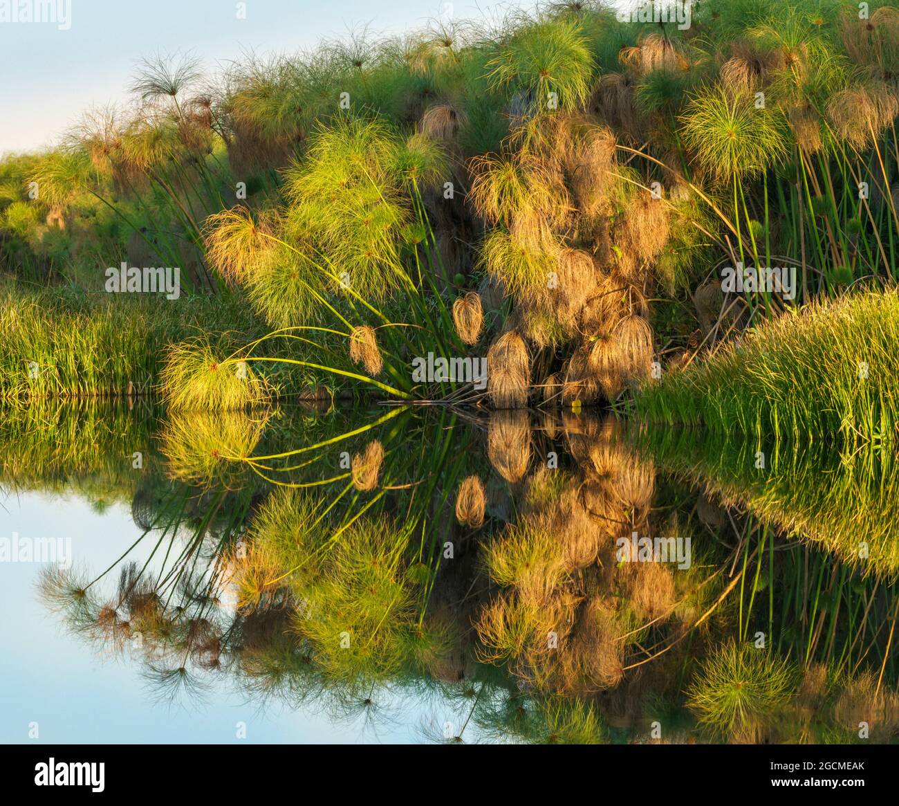 Papyrus Pflanzen in der Guma Lagune Okavango Delta Botswana Afrika Stockfoto