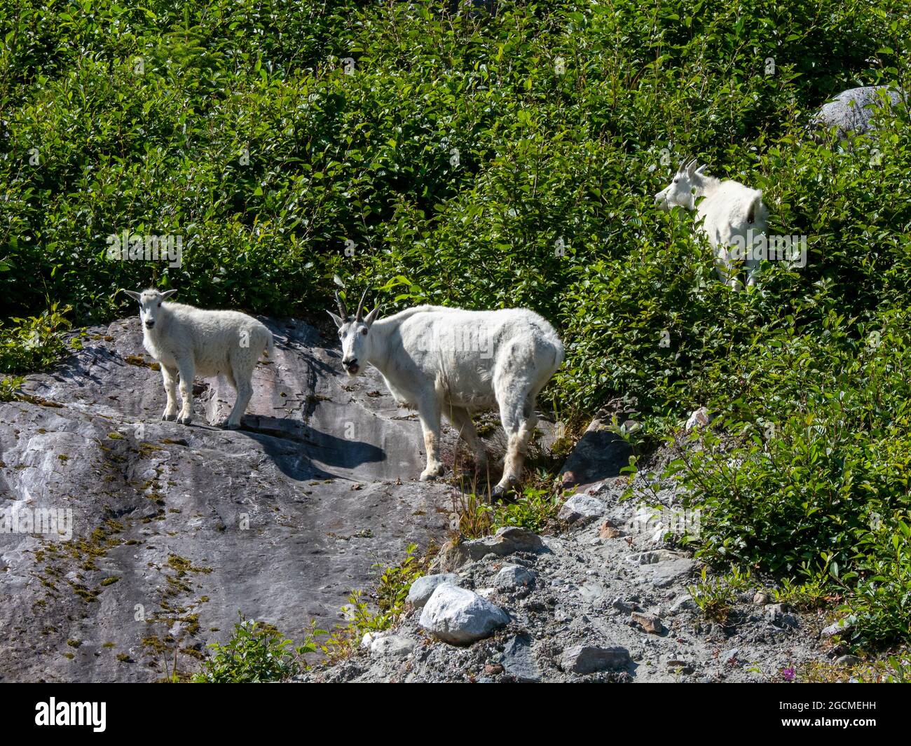 Mountain Goat, Oreamnos americanus, in Tracy Arm, Tongass National Forest, Southeast Alaska, USA Stockfoto