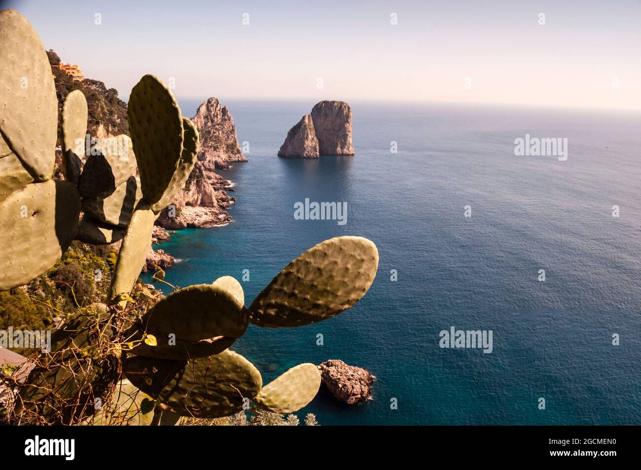 Eingerahmt von Feigenkraut sind Felsformationen oder Stöcke des Ozeans vor der Küste von Capri ein ikonisches Wahrzeichen Italiens. Stockfoto