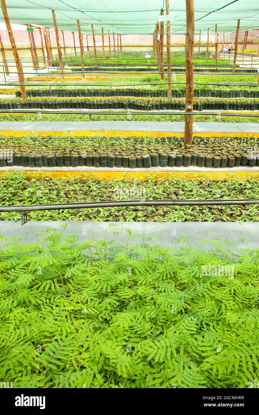 Pflanzen in der Keimlingsschule in einem Gewächshaus. Stockfoto