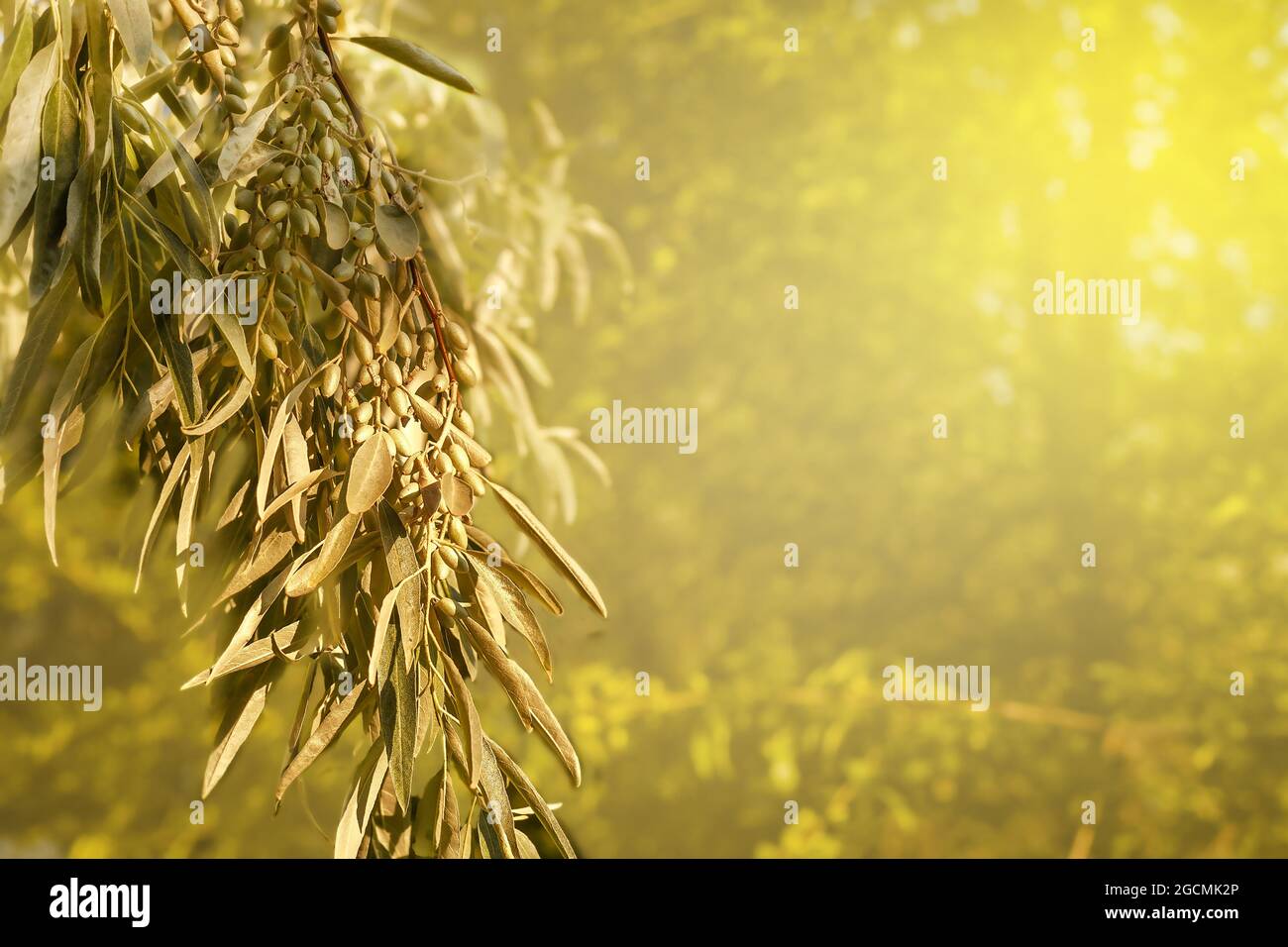 Hintergrund von Olivenzweigen in den goldenen Strahlen der Sonne. Copyspace Stockfoto