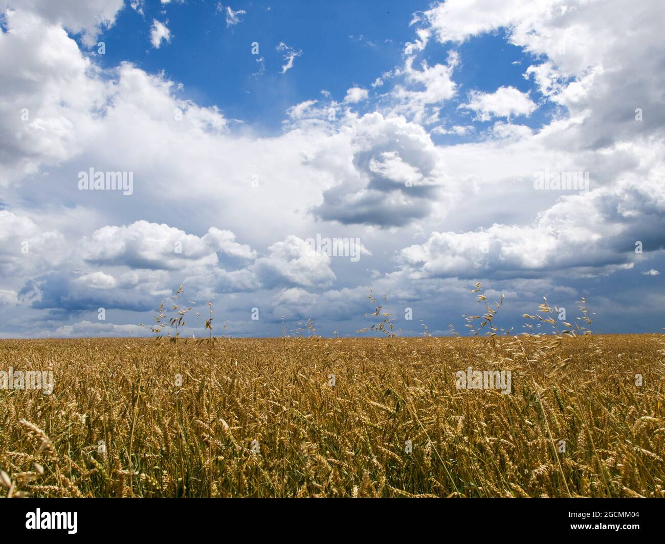 Sommerhimmel und gereifter Weizen auf dem Feld Stockfoto