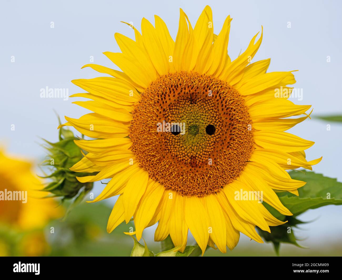 Sonnenblume mit Steckdose, symbolische Darstellung für grünen Strom Stockfoto