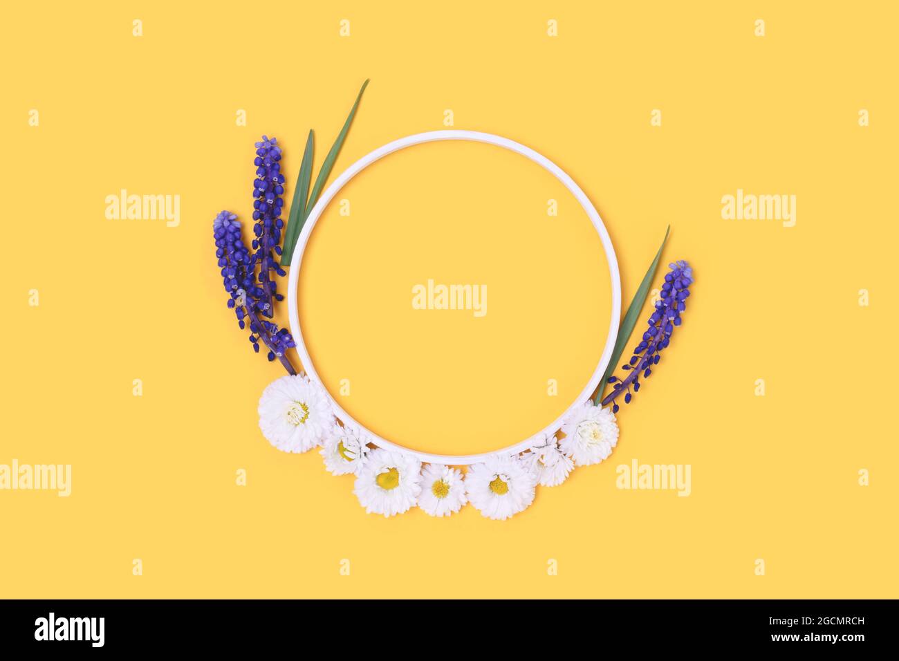 Runder Rahmen aus Kamille- und Muscari-Blüten auf gelbem Hintergrund. Stockfoto