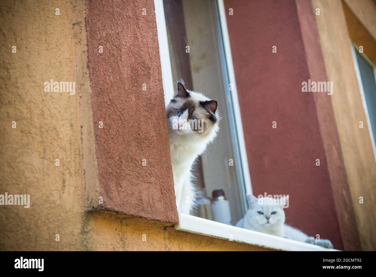 Zwei Stammkatzen Ragdoll und schottische Chinchilla sitzen auf der Fensterbank und beobachten die Straße Stockfoto