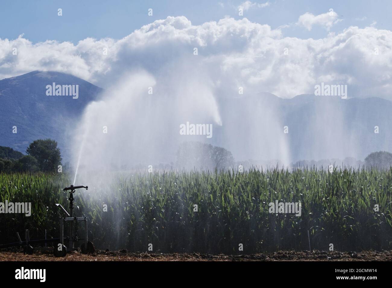 Bewässerung mit einem Regensystem eines Maisfeldes Stockfoto