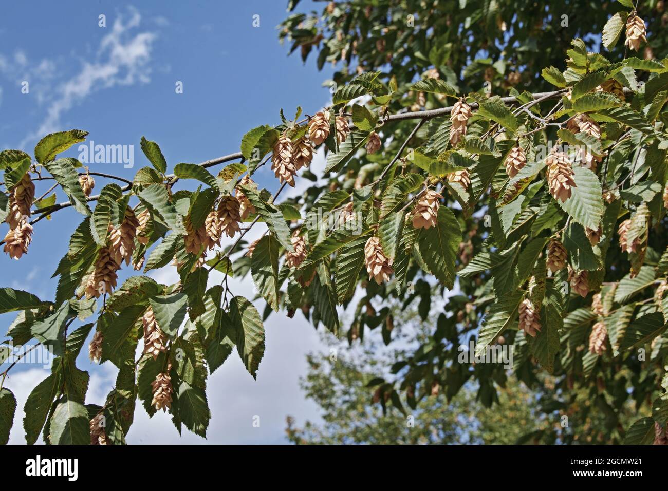 Infractescences und Blätter der europäischen Hainbuche im Sommer, Carpinus betulus, Betulaceae Stockfoto