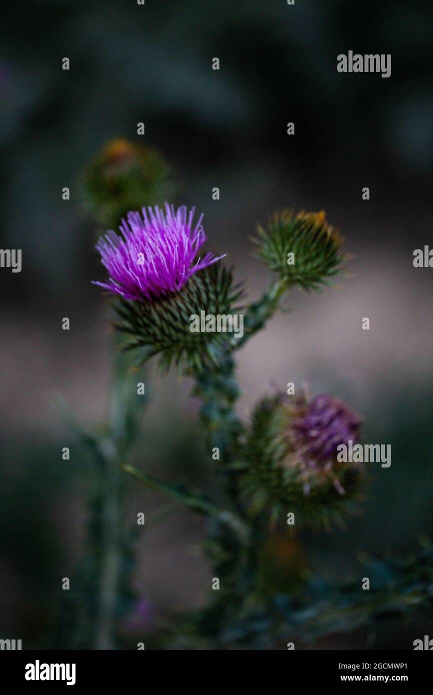 Blühendes Feld stachelige Pflanze Distel aus nächster Nähe Stockfoto