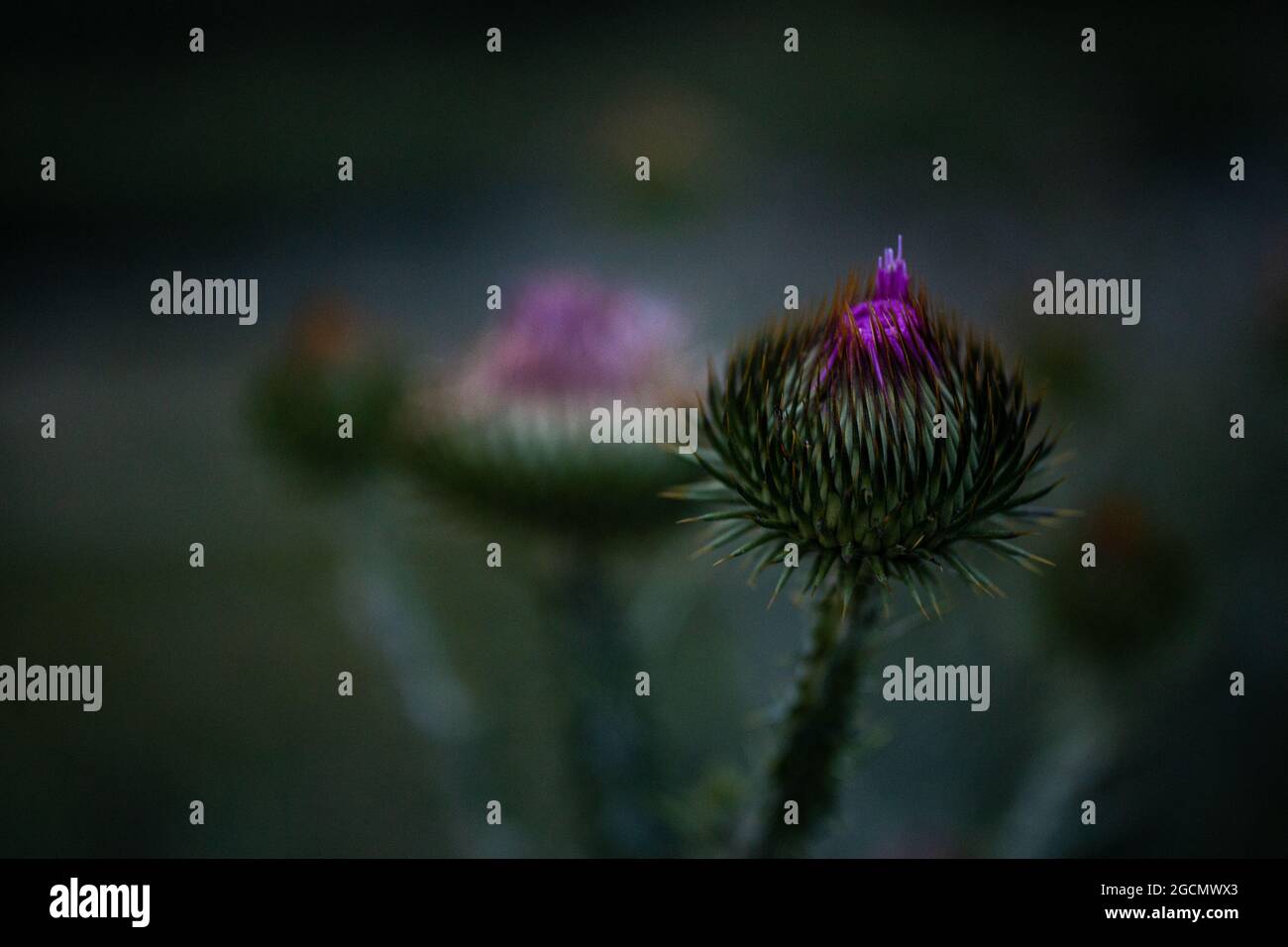 Blühendes Feld stachelige Pflanze Distel aus nächster Nähe Stockfoto