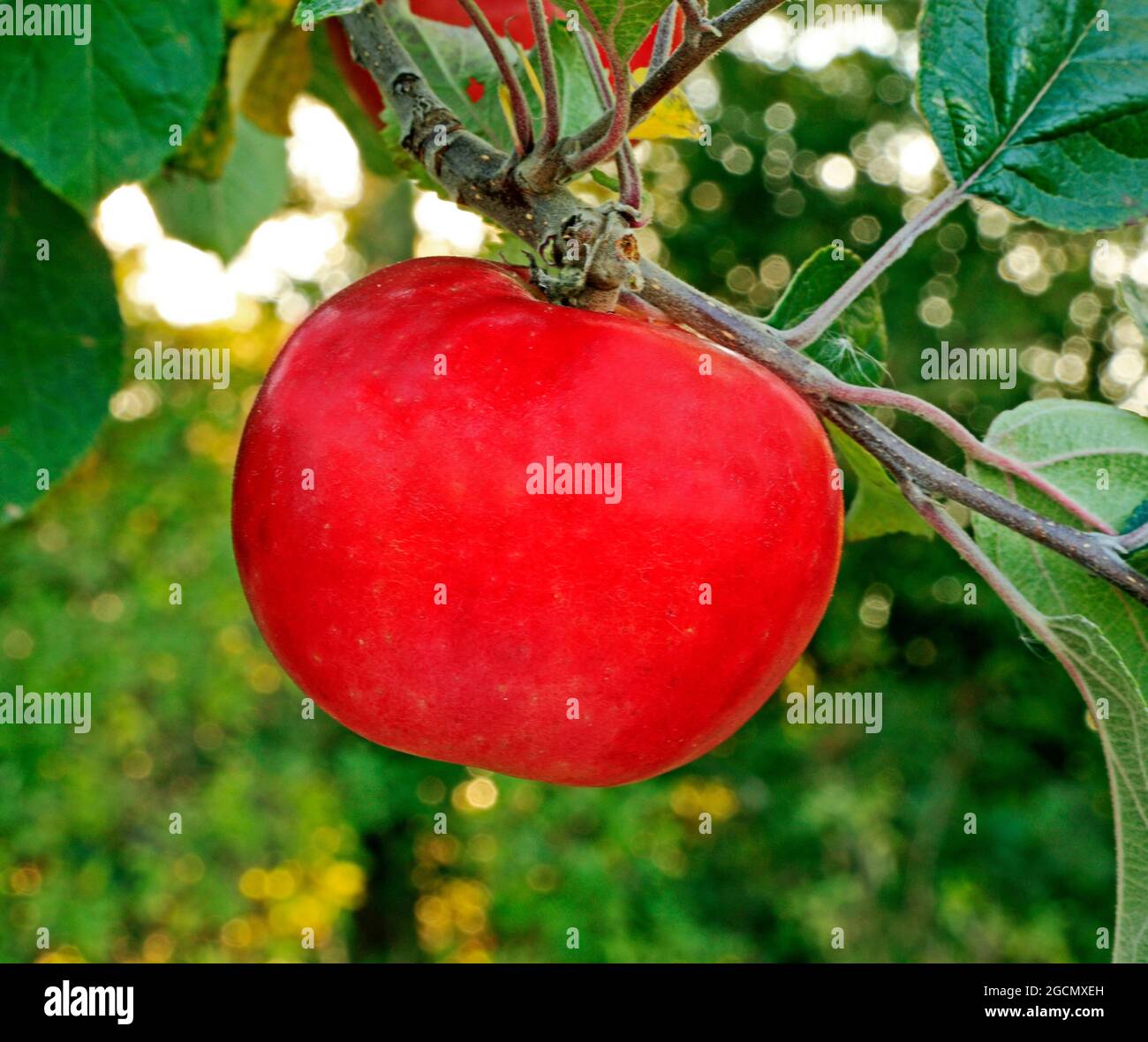 Apfel 'Red Victoria', kulinarische Vielfalt, Malus domestrica, Äpfel, Obst, Garten, wächst auf Baum Stockfoto
