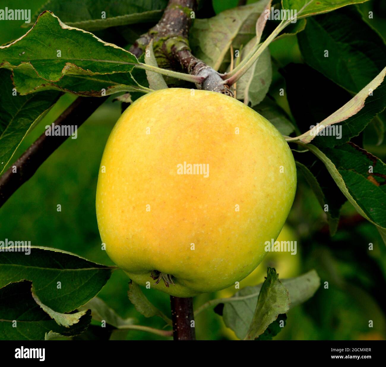 Apfel ''Woodford', genannt kulinarische Vielfalt, Malus domestica, Äpfel, wächst auf Baum, Garten, Obst Stockfoto
