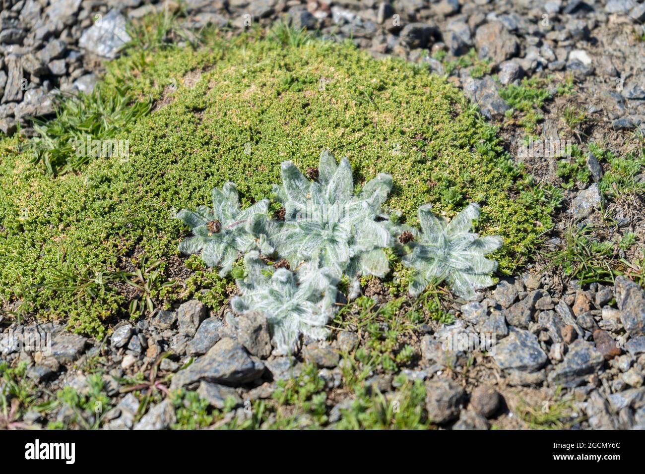 Plantago nivalis ist eine blühende Pflanze aus der Familie der Plantaginaceae. Endemische Pflanze der Sierra Nevada, Granada, Spanien, die ausschließlich über 3,000 wächst Stockfoto