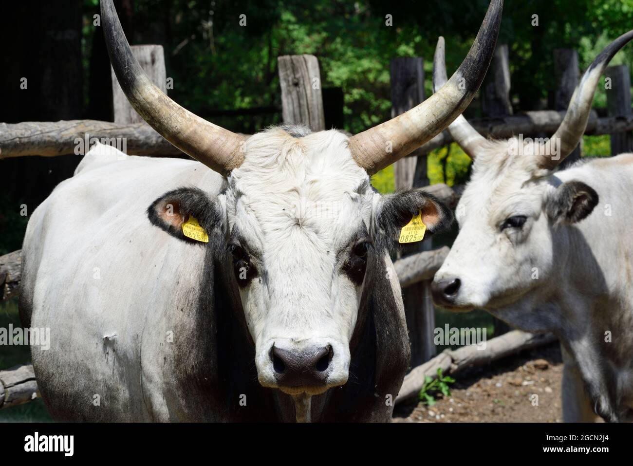 Pamhagen, Burgenland, Österreich. Steppe Wildpark Pamhagen am Neusiedlersee. Ungarische Steppenrinder (Bos primigenius taurus Breed Key 53 UST) Stockfoto