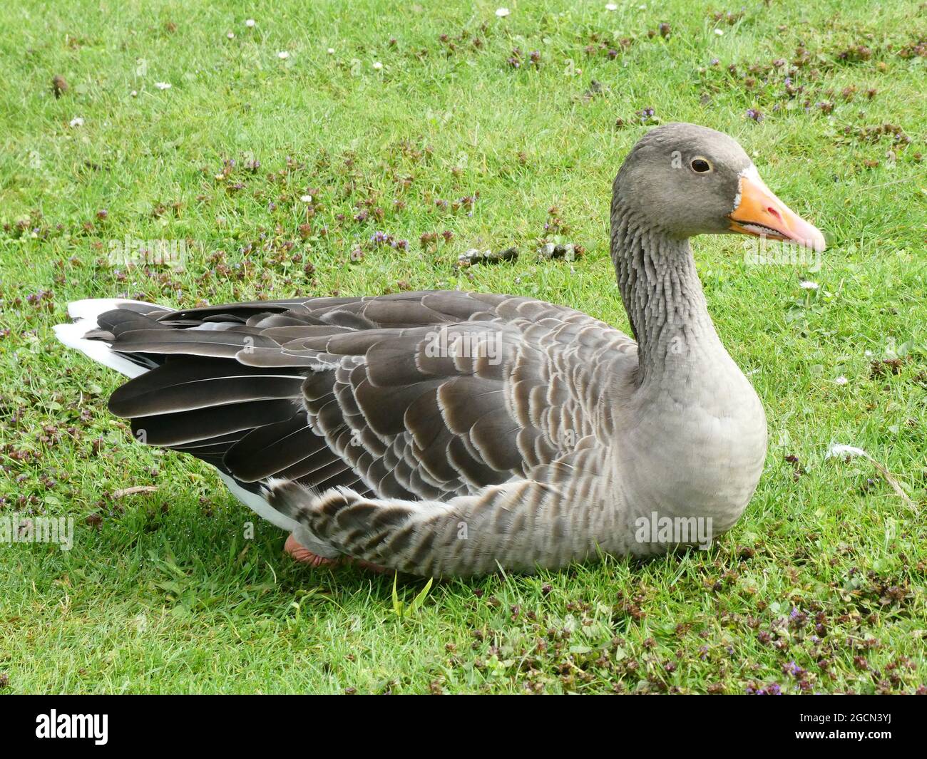 Eine Graugans, die im Gras in einem Park sitzt Stockfoto