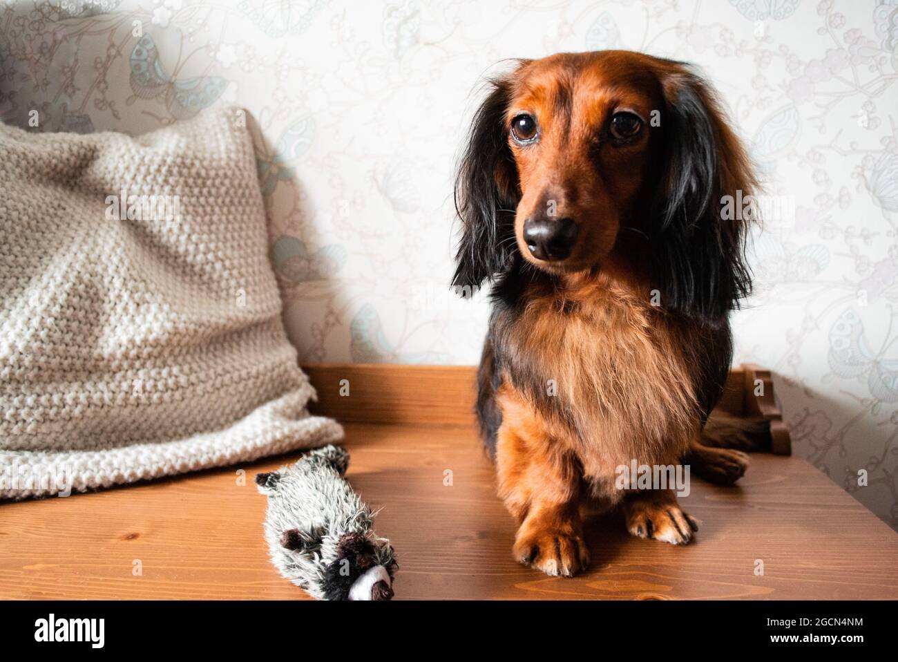 Ganzkörperportrait aus gepflegtem, langhaarigen Dackel in rot-schwarzer Farbe, mit seinem Hundespielzeug. Stockfoto