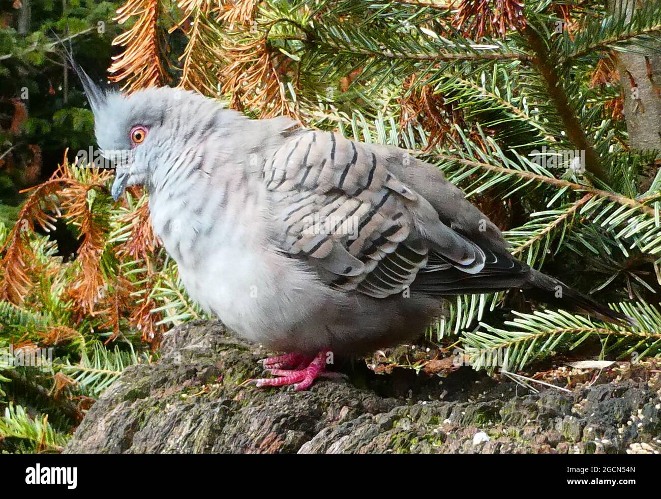 Die Haubentaube oder Ocyphaps-Lophoten ist ein weit verbreiteter Vogel auf dem australischen Festland Stockfoto