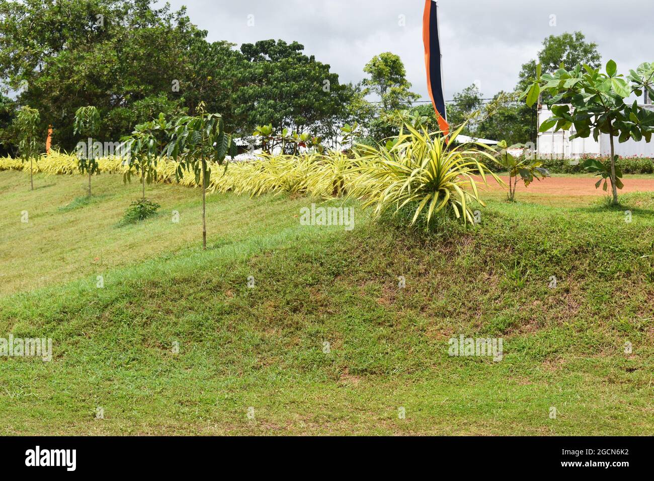 Pflanzen und Bäume am Eingang zum malerischen Cricket-Gelände der Army Ordinance. Dombagoda. Sri Lanka. Stockfoto