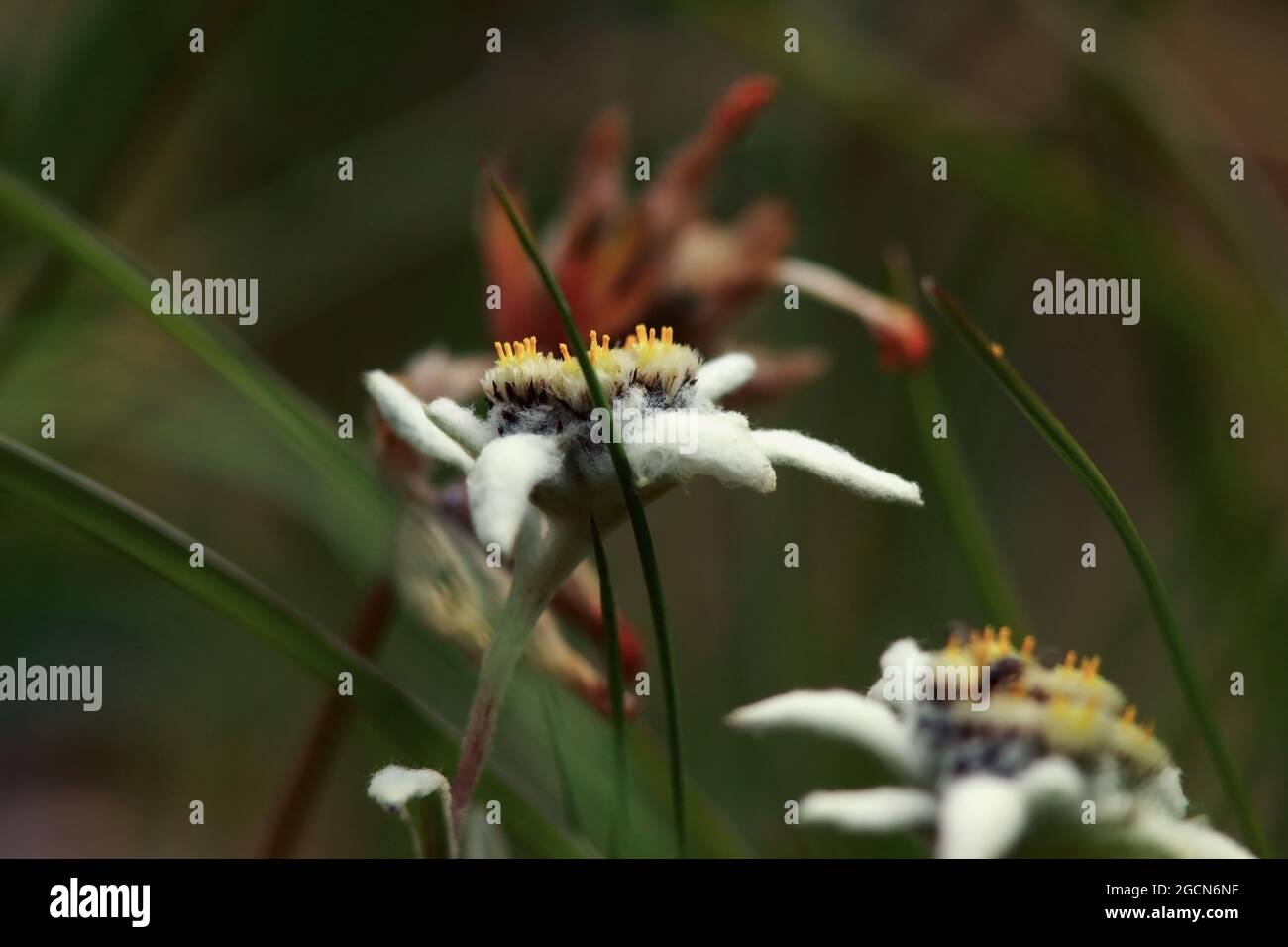 Stella alpina nelle Dolomiti, fiore raro. alta ririsoluzione / Edelweißblüte in den Dolomiten, seltene Blüte, hohe Auflösung. Leontopodium alpinum. Stockfoto